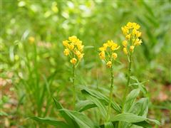 ムサシノキスゲと浅間山の花々 | 府中観光協会